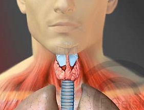 Kehlkopf-Schilddruese-Luftroehre
