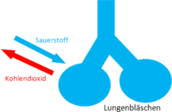 Diffusionskapazität