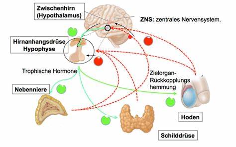 Dein Hormonspiegel –
